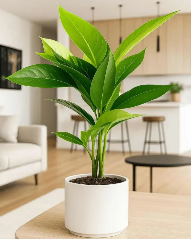 فروشگاه گل کوروش