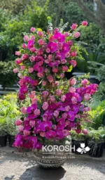 گل ایستاده فروشگاه گل کوروش